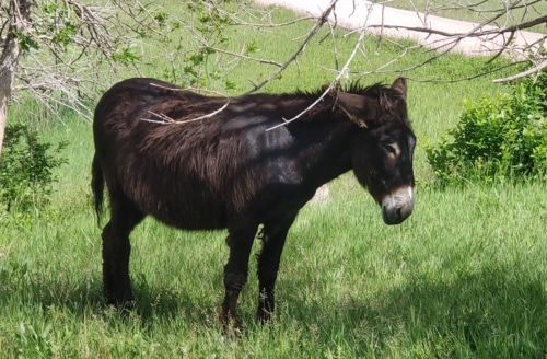 A talking donkey