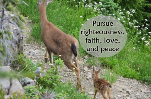 pursue righteousness, faith, love, and peace