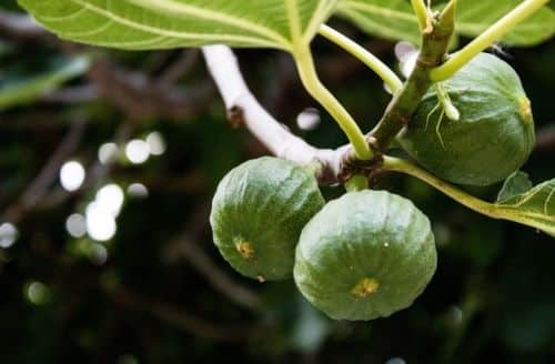 The parable of the fig tree