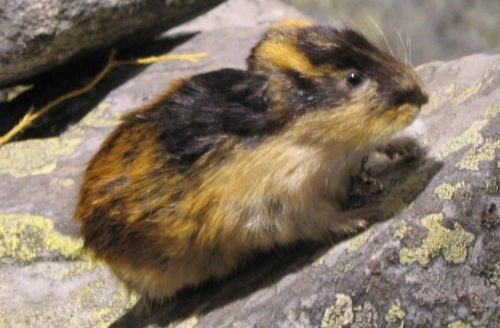 Don't be a lemming