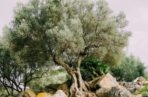 Grafted into the olive tree of Israel