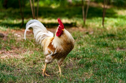 A strutting rooster: Be careful about boasting