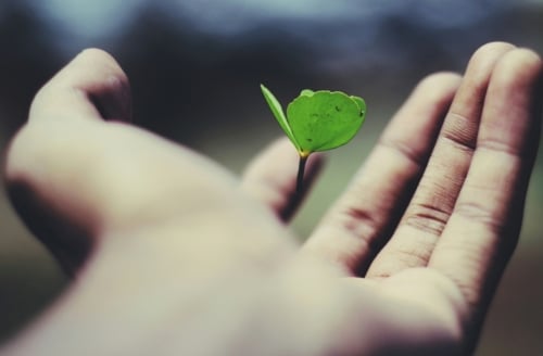 A hand holding a leaf: The Breath of Life