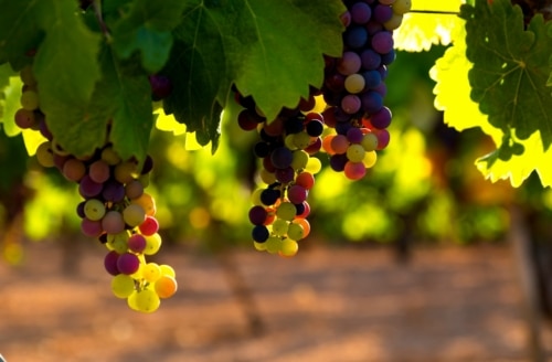 A vineyard: pruning fruitful branches