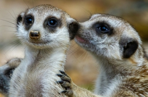 A pair of meercats - How faint the whisper we hear of God