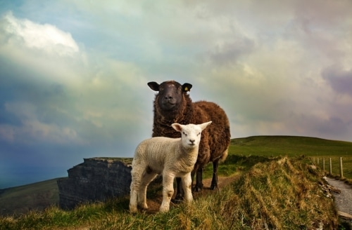 One flock with one shepherd