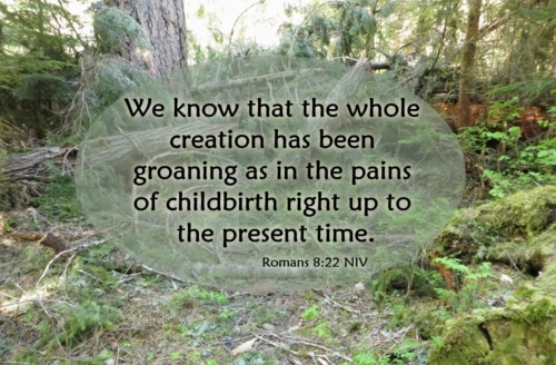 All of creation is groaning